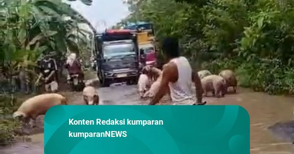 Truk Pengangkut 100 Ekor Babi Terguling di Lampung: Babi Berkeliaran di Jalan