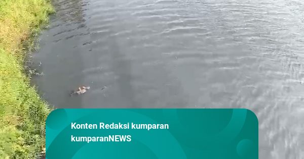 DLHK Banten soal Sungai Ciujung Menghitam-Bau: Kami Analisis & Turun ke Lapangan