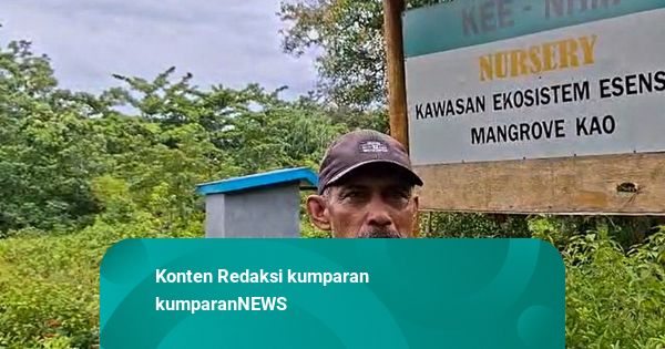 3 Tahun Program Mangrove NHM di Kao, Efektif Pulihkan Ekosistem Pesisir