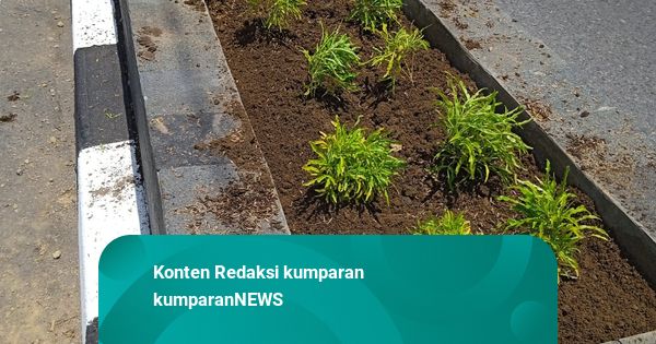 Tanaman Hias di Jalan Maguwoharjo Sleman Dicuri: Brokoli Kuning-Taiwan Beauty