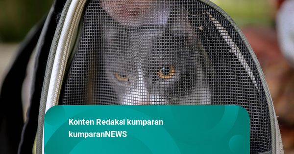 Foto: Jakarta Gencarkan Vaksinasi Rabies Gratis bagi Hewan Peliharaan