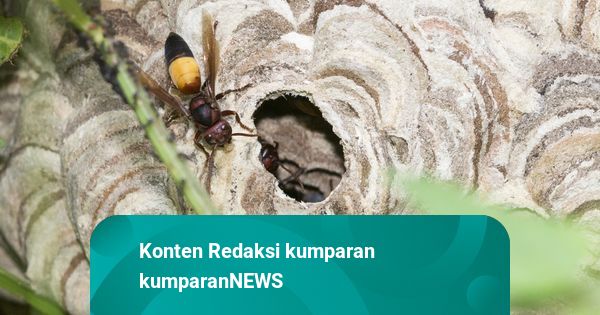 Heboh Kawanan Tawon Serbu Tol Cipularang