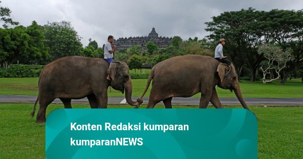 Raja Juli: Indonesia Negara Pertama di Dunia yang Larang Praktik Gajah Tunggang
