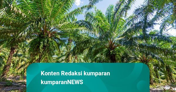 Demi Keluarga: Ayah Mencuri Sawit buat Beli Seragam Anak hingga Beras