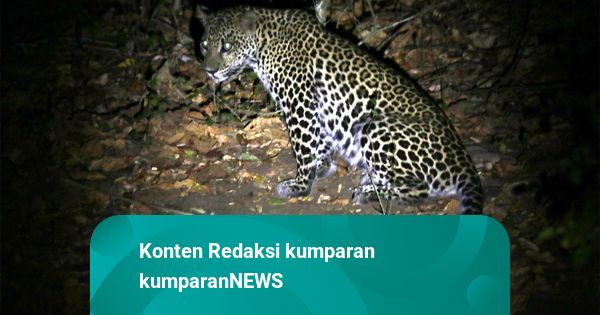 Kronologi Kaburnya Macan Tutul dari Kandang Karantina Lembang Park & Zoo