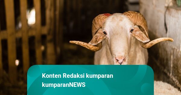 Ketersediaan Hewan Kurban Idul Adha 2026 di Jabar Diperkirakan Mencukupi