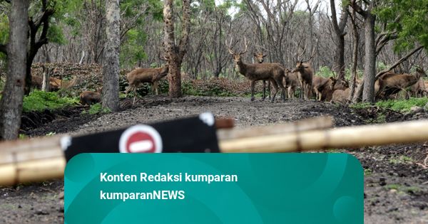 Kakek 71 Tahun Curi Burung di TN Baluran: 5 Kali Beraksi, Dituntut 2 Tahun Bui