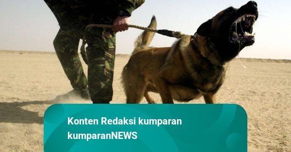 Mediasi Gagal, Kasus Anjing Gigit Tetangga di Semarang Dalam Penyelidikan Polisi