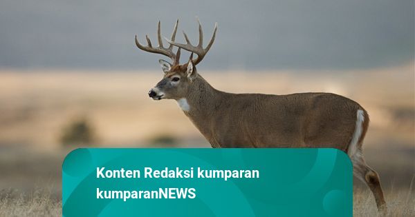 Viral Rusa Berkeliaran Malam Hari di Pemukiman Warga di Depok