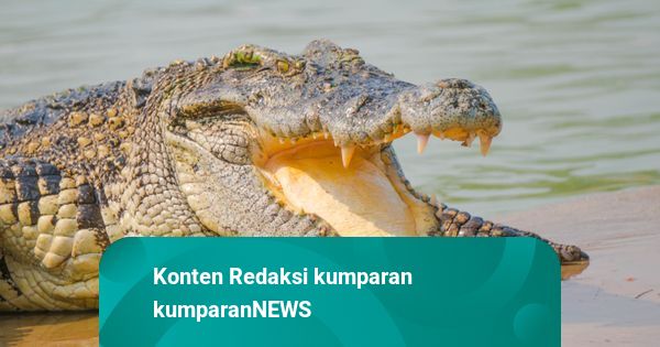 Asyik Mancing di Sungai, Warga Diserang Buaya di Buru Selatan
