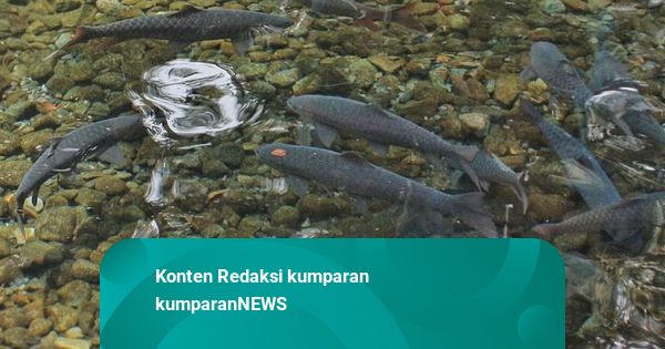 Ratusan Ikan Dewa di Kuningan Mati karena Cuaca Ekstrem