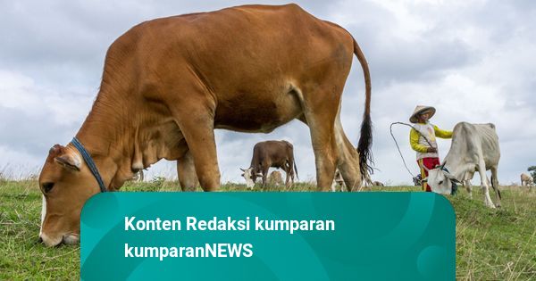 Damkar Evakuasi Sapi Setengah Ton yang Terperosok ke Selokan di Jakpus