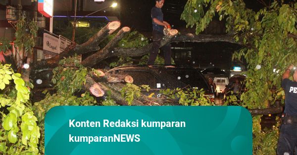 Pohon Tumbang Timpa Mobil di Tanjung Priok, Tak Ada Korban