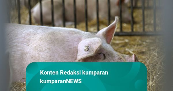 Peternakan di Ukraina Terbakar Akibat Serangan Drone Rusia, 13 Ribu Babi Mati