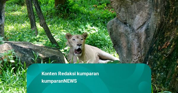 Bocah 6 Tahun di Jalur Gaza Tewas Diterkam Singa di Resor Asda ...