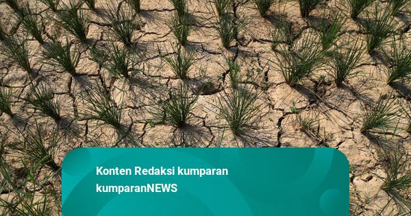 BMKG: Dampak El Nino Lemah hingga Moderat, Kemarau di Indonesia Lebih Panjang