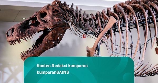 Alasan Tangan T-Rex Kecil: Jarang Dipakai, Andalkan Rahang buat Memangsa