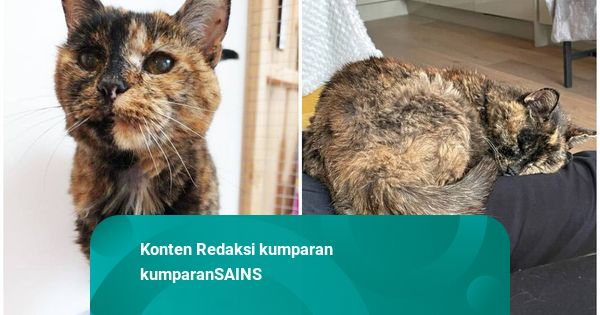 Flossie, Kucing Tertua di Dunia Rayakan Ulang Tahun ke-30