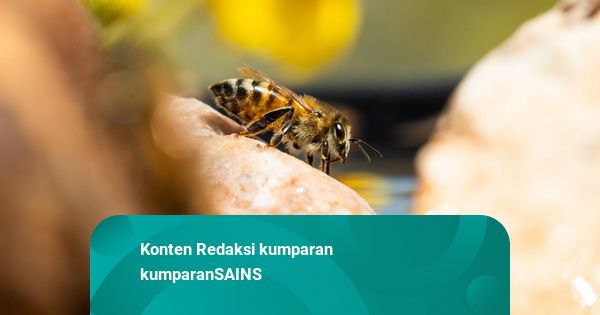 Ilmuwan Temukan 5,5 Juta Lebah Hidup di Dalam Kuburan