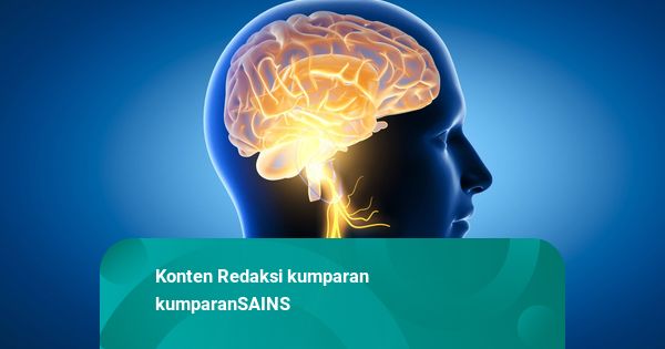 Otak Manusia Ternyata Lewati 5 Usia Penting Selama Hidup, Kamu Fase yang Mana?
