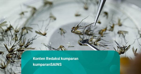 Google Mau Lepas 64 Juta Nyamuk Pembawa Bakteri Wolbachia di AS