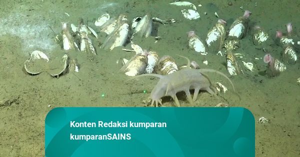 深海を歩く謎の豚のような生物が発見される
