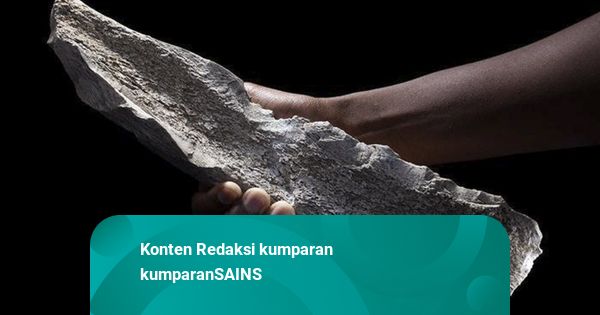 Ancient Survival Secrets: 1.5M-Year-Old Bone Reveals How Early Humans Endured - News Directory 3