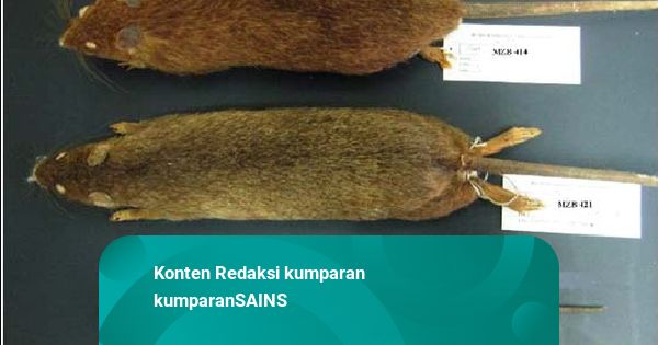 Mengenal Tikus Endemik Pulau Gag Raja Ampat yang Terancam Akibat Tambang Nikel