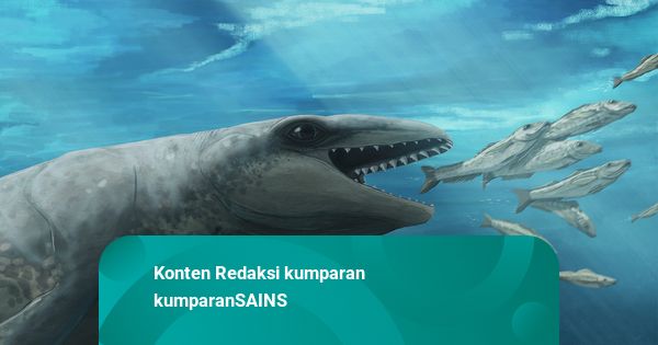 Fosil Paus Purba Imut tapi Ganas Ditemukan: Muka Pokemon, Gigi Tajam