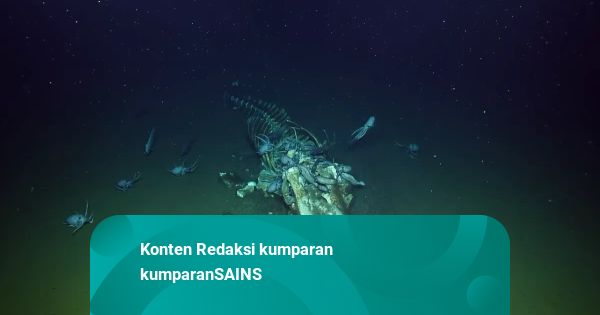 Mysterious Marine Animals Eating Whale Carcass - Kumparan.com - News Directory 3