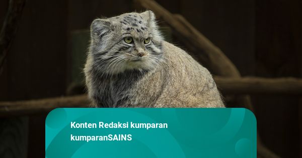 Kucing Pallas: Spesies Tertua dari Asia Tengah, Berevolusi Sejak 5,2 Juta Tahun