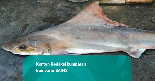 Spesies Hiu Super Langka Ditemukan Lagi setelah 50 Tahun Hilang