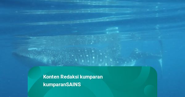 Giant Whale Shark with Bent Spine Discovered by Scientists - News Directory 3