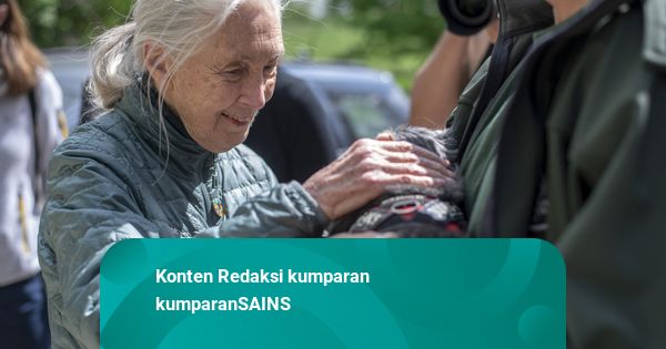 Jane Goodall, Pakar Simpanse Dunia, Meninggal di Usia 91 Tahun