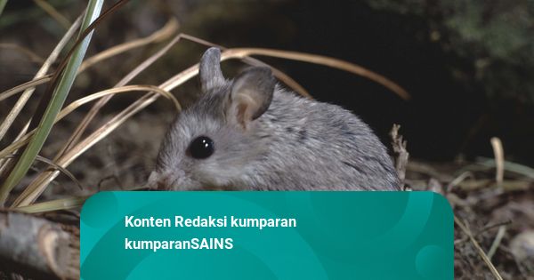 Ini Satu-satunya Tikus yang Bisa Melolong kayak Serigala