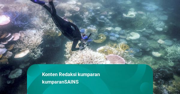 Bumi Telah Lewati Titik Kritis Iklim Pertama, Terumbu Karang Terancam Punah