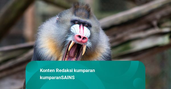 Monyet di Hutan Gabon Bikin ‘Geng’ Besar, Anggotanya Lebih dari 800 Ekor