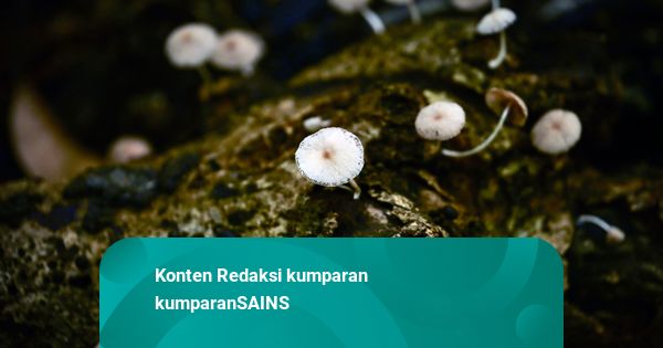 Pasien Alzheimer Disebut Alami Perbaikan Gejala usai Konsumsi Jamur Ajaib