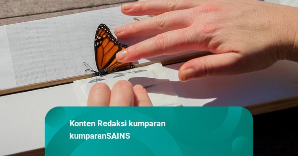 Foto: Melihat Cara Ilmuwan Lacak Perjalanan Kupu-kupu Monarch Melintasi Benua