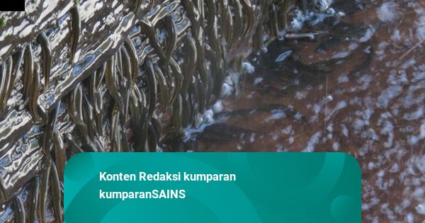 Peneliti Temukan Ikan Pendaki di Kongo, Panjat Air Terjun 15 Meter Selama 10 Jam