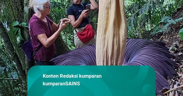 Bunga Bangkai Mekar Sempurna di Sumbar, Jadi Daya Tarik Turis Mancanegara