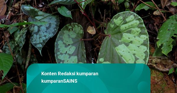 Spesies Baru Tanaman Berdaun Raksasa Ditemukan di TN Betung Kerihun, Kalbar