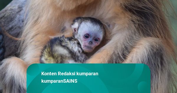 Pertama Kali, Bayi Monyet Hidung Pesek Emas Langka Lahir di Luar Asia