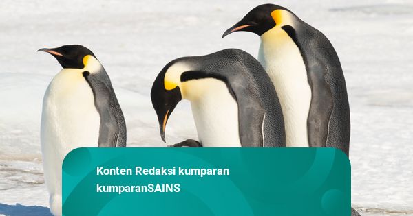 Penguin Kaisar Kini Terancam Punah, Es Antartika Mencair Jadi Penyebabnya