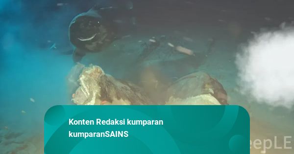 Hiu Langka Muncul saat Bangkai Sapi Dijatuhkan ke Dasar Laut China Selatan