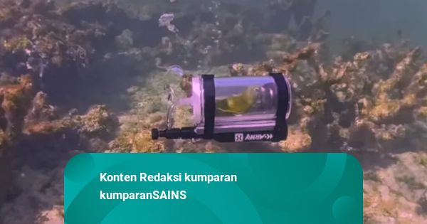 Momen Bebe si Burung Nuri Menyelami Laut Bahama Pakai Kapal Selam Mini