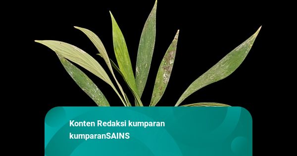BRIN Temukan 3 Spesies Baru Tumbuhan dari Postingan Tanaman Hias di Medsos