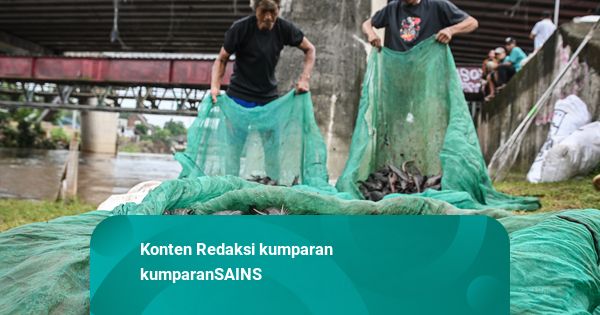Populasi Ikan Sapu-sapu di Ciliwung Meledak, Tanda Sungai Sedang Sakit