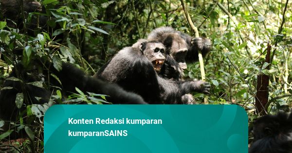 Pecah Kongsi, 2 Kelompok Simpanse Terbesar di Uganda Perang dan Saling Bunuh