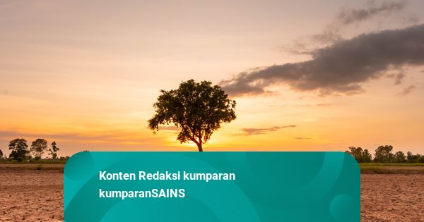 Super El Nino Menguat di Samudra Pasifik: Bisa Sebabkan Cuaca Ekstrem-Kekeringan